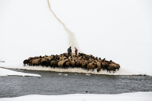 羊浇水图片下载