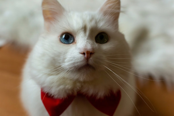 一只白色的土耳其安哥拉猫，戴着红色的领结，有着不同的眼睛。坐着一只蓝眼睛和黄眼睛的白猫。有不同颜色眼睛的白猫。可爱的家养宠物，异色症。高质量照片图片下载