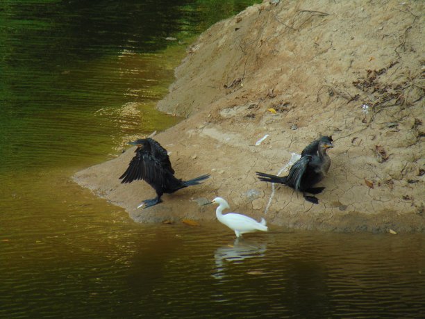 长着鸭子腿的黑鸟图片下载