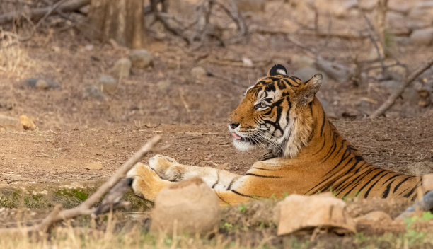 森林里的老虎图片下载