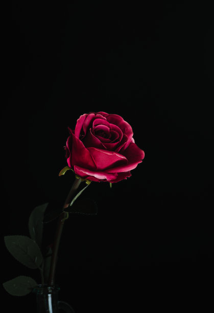 黑色背景上的浅粉色特写，低调的照片，复制空间图片下载