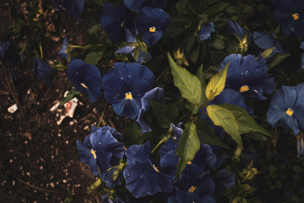 美丽花朵的俯视图。图片适合作为背景图片下载