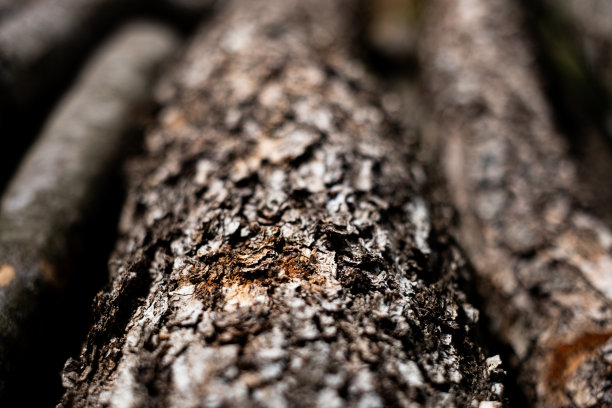 树桩的纹理图片下载