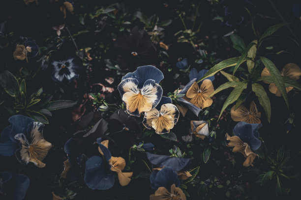 美丽花朵的俯视图。图片适合作为背景图片下载