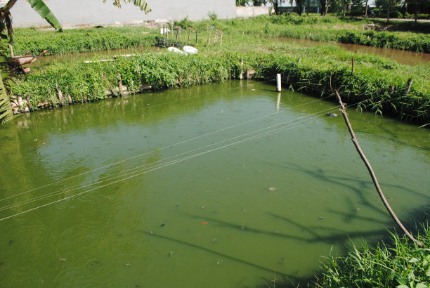 印度尼西亚的罗非鱼养殖。图片下载