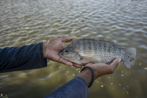 一名男子在养鱼场拿着罗非鱼图片下载