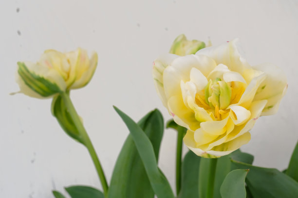 这是一张白色背景下的郁金香照片图片下载