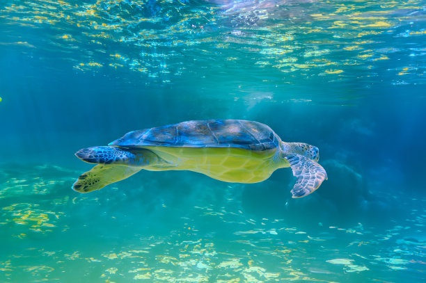 加拉帕戈斯岛上的海龟照片。绿海龟在海滩附近的浅水区沿着海底平静地游泳图片下载