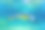 加拉帕戈斯岛上的海龟照片。绿海龟在海滩附近的浅水区沿着海底平静地游泳图片下载