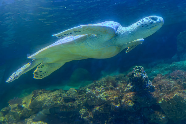 加拉帕戈斯岛上的海龟照片。绿海龟在海滩附近的浅水区沿着海底平静地游泳图片下载