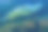 加拉帕戈斯岛上的海龟照片。绿海龟在海滩附近的浅水区沿着海底平静地游泳图片下载