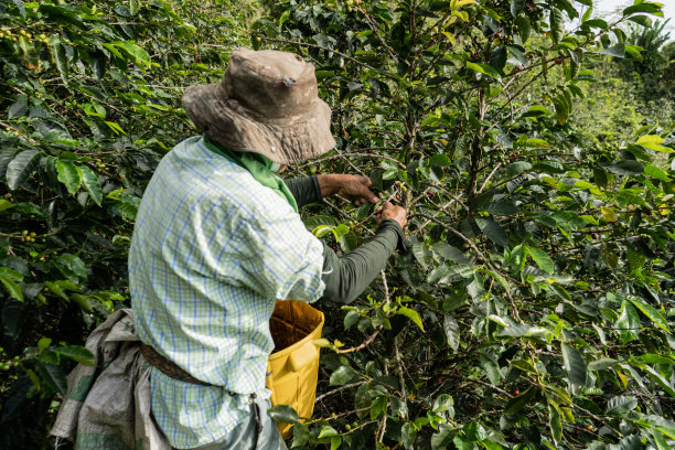 在咖啡种植园工作的成年男性农民图片下载