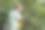 在咖啡种植园工作的成年男性农民图片下载
