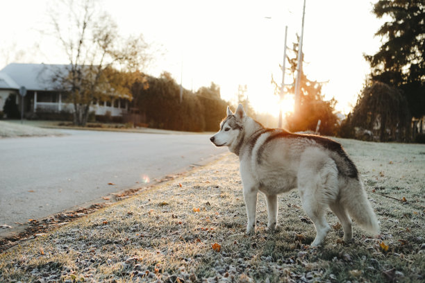 霜晨的哈士奇图片下载