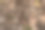 这张秋天地面的俯拍照片显示，地面上覆盖着一层干树叶图片下载
