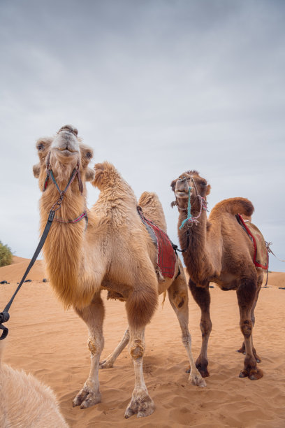 两只骆驼在沙漠中摆姿势，内蒙古，中国。图片下载