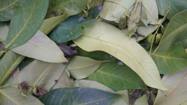 在房子后面的花园里，各种植物的干叶子堆成的垃圾被收集起来用作肥料。图片下载