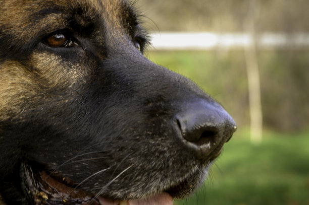 这是一只德国牧羊犬的头部特写，正对着照片的右侧，棕色的眼睛凝视着远处。闪亮湿润的鼻子和微微张开的嘴巴露出了牙齿和舌头图片下载