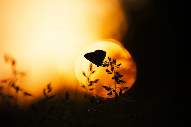 在夕阳的背景下，一只蝴蝶的剪影落在玉米穗上。对比的照片图片下载