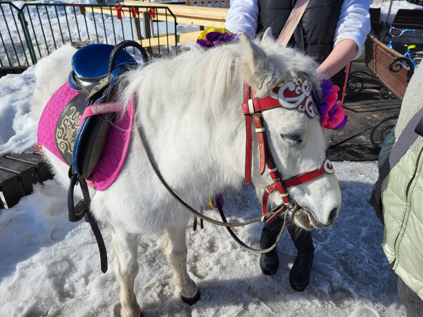 在冬季托儿所里有一匹白色优雅的小马准备让孩子们骑图片下载