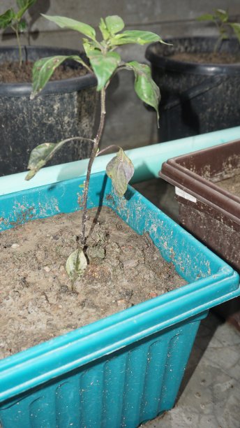 在花瓶里种植植物图片下载