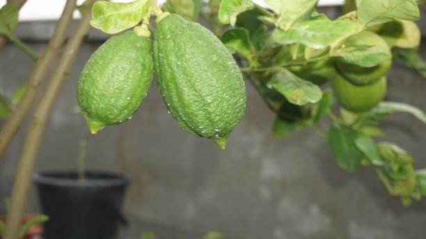 在花瓶里种植植物图片下载