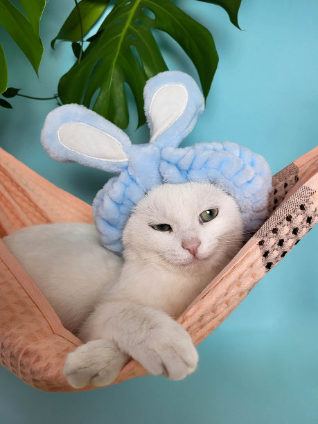 一只可爱有趣的白色小猫，戴着柔软的蓝色圈和耳朵，疲惫地躺在蓝色背景上的粉红色织物吊床上。复活节概念，猫咪护理图片下载