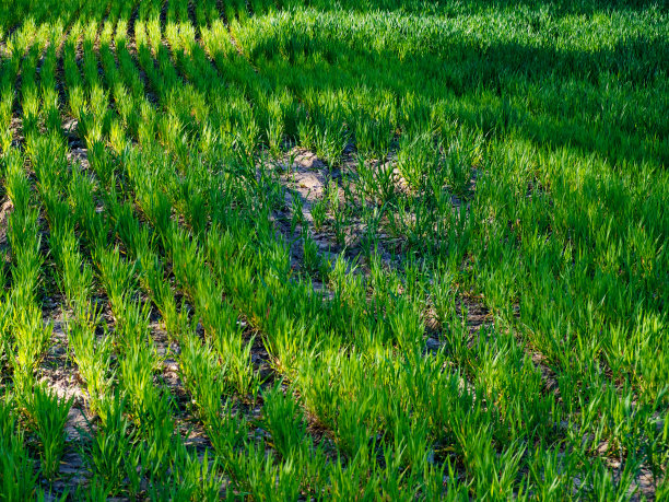 这张照片显示的是一片成排生长的绿草或庄稼，阳光在成排之间投下阴影。植物之间可以看到土壤。图片下载