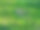 这张照片显示的是一片成排生长的绿草或庄稼，阳光在成排之间投下阴影。植物之间可以看到土壤。图片下载