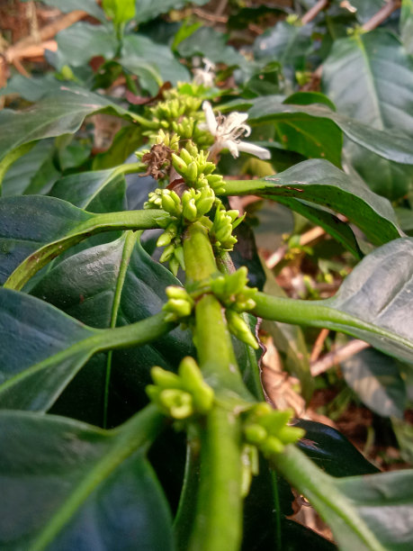 开花咖啡树图片下载