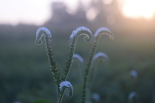 午后花园里的野生草植物——梧桐图片下载