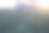 午后花园里的野生草植物——梧桐图片下载