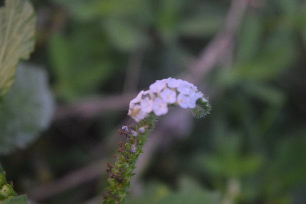 野生草植物-羊角草图片下载