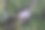 野生草植物-羊角草图片下载