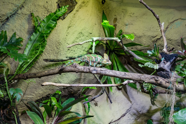 野生森林里的绿橙红棕彩色变色龙蜥蜴图片下载