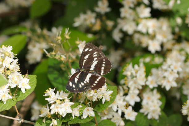 黑白普通滑翔机(Komisuji, Neptis sappho)蝴蝶从水杉(Deutzia gracilis，野生动物特写微距照片)的白花中吮吸花蜜图片下载