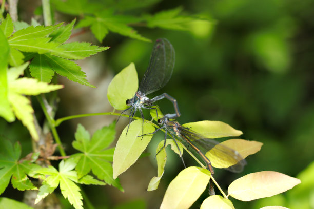日本Nihonkawatombo蜻蜓在森林树荫下交配的场景(野生动物特写微距照片)图片下载