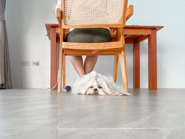 狗在主人附近睡觉图片下载