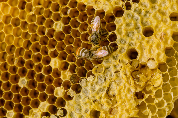 蜂巢与蜜蜂纹理背景图片下载