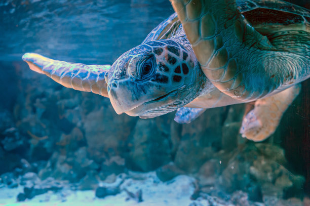 加拉帕戈斯岛上的海龟照片。绿海龟在海滩附近的浅水区沿着海底平静地游泳图片下载
