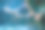 加拉帕戈斯岛上的海龟照片。绿海龟在海滩附近的浅水区沿着海底平静地游泳图片下载