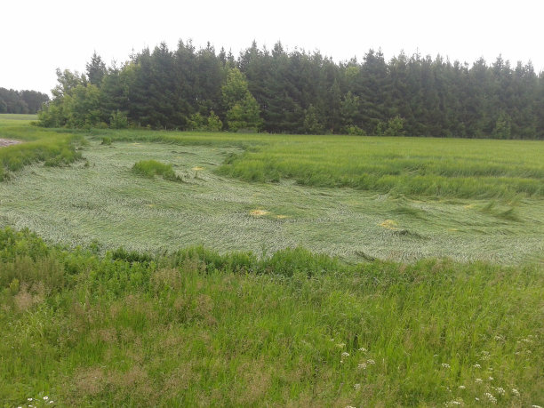 小麦或其他农作物的茎秆被强风压在地上的照片。农业生产部门对农场的破坏。损失部分收成。图片下载