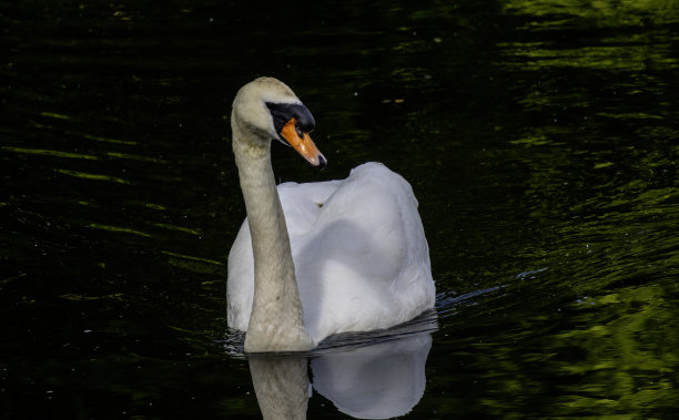 天鹅图片下载