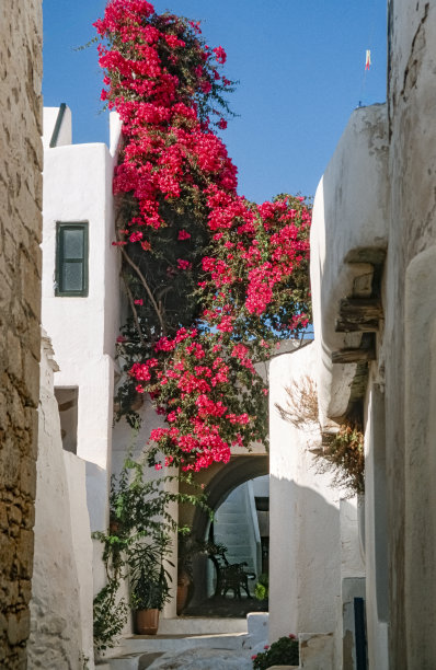 扫描幻灯片的历史彩色照片的红色盛开的三角梅在狭窄的小巷在锡拉，圣都灵，基克拉迪群岛图片下载