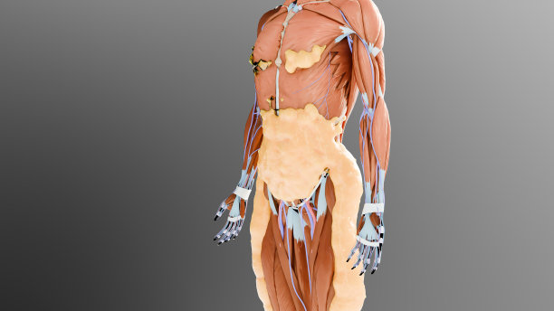 减肥比较。人的身体蜕变。之前和之后的粗腰和细腰，胖肚子之前和苗条贴合完美腹肌之后的快速减肥过程。体育训练。脂肪燃烧，3d渲染图片下载