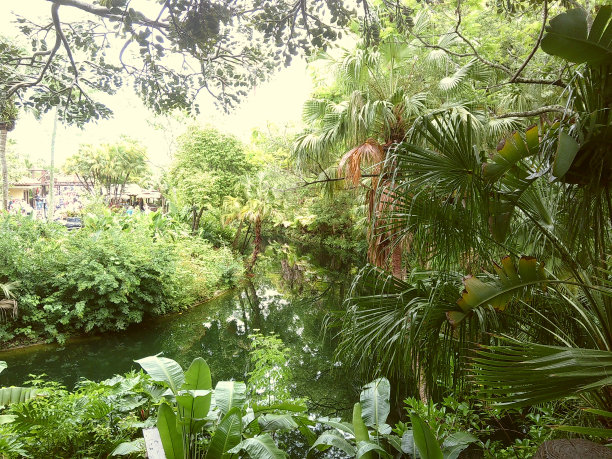 2024年春天，郁郁葱葱的绿色植物和树木在户外的穆迪电影照片图片下载