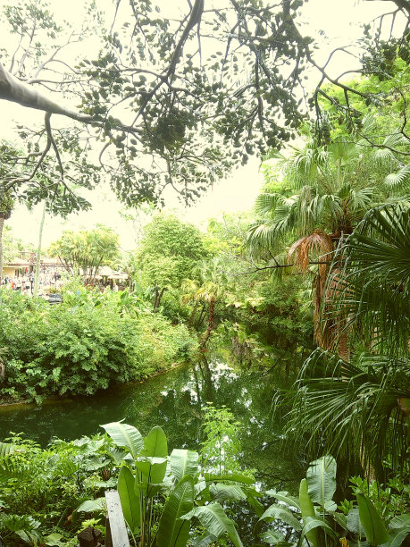 2024年春天，郁郁葱葱的绿色植物和树木在户外的穆迪电影照片图片下载