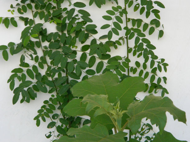 生活在城市地区的野生绿色植物的极端特写微距照片图片下载