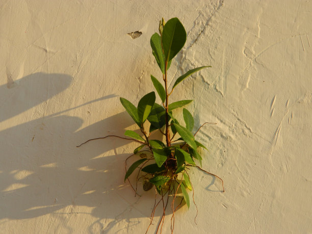 生活在城市地区的野生绿色植物的极端特写微距照片图片下载