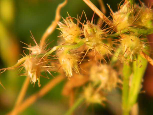 生活在城市地区的野生绿色植物的极端特写微距照片图片下载